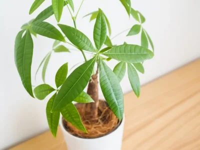 観葉植物