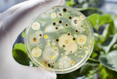 悪い菌？良い菌？土に住む菌がもたらす病害と利益を解説 - 微生物資材ガイド