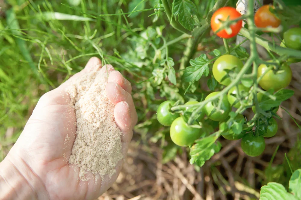 土壌微生物がもたらす土壌改良の効果