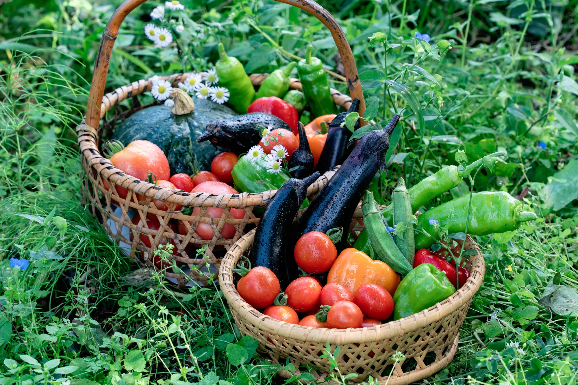まとめ：微生物資材を使って、夏野菜の土づくりを最速かつ完璧に！