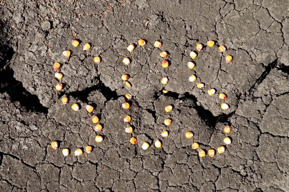 畑の土が抱える「隠れたSOS」