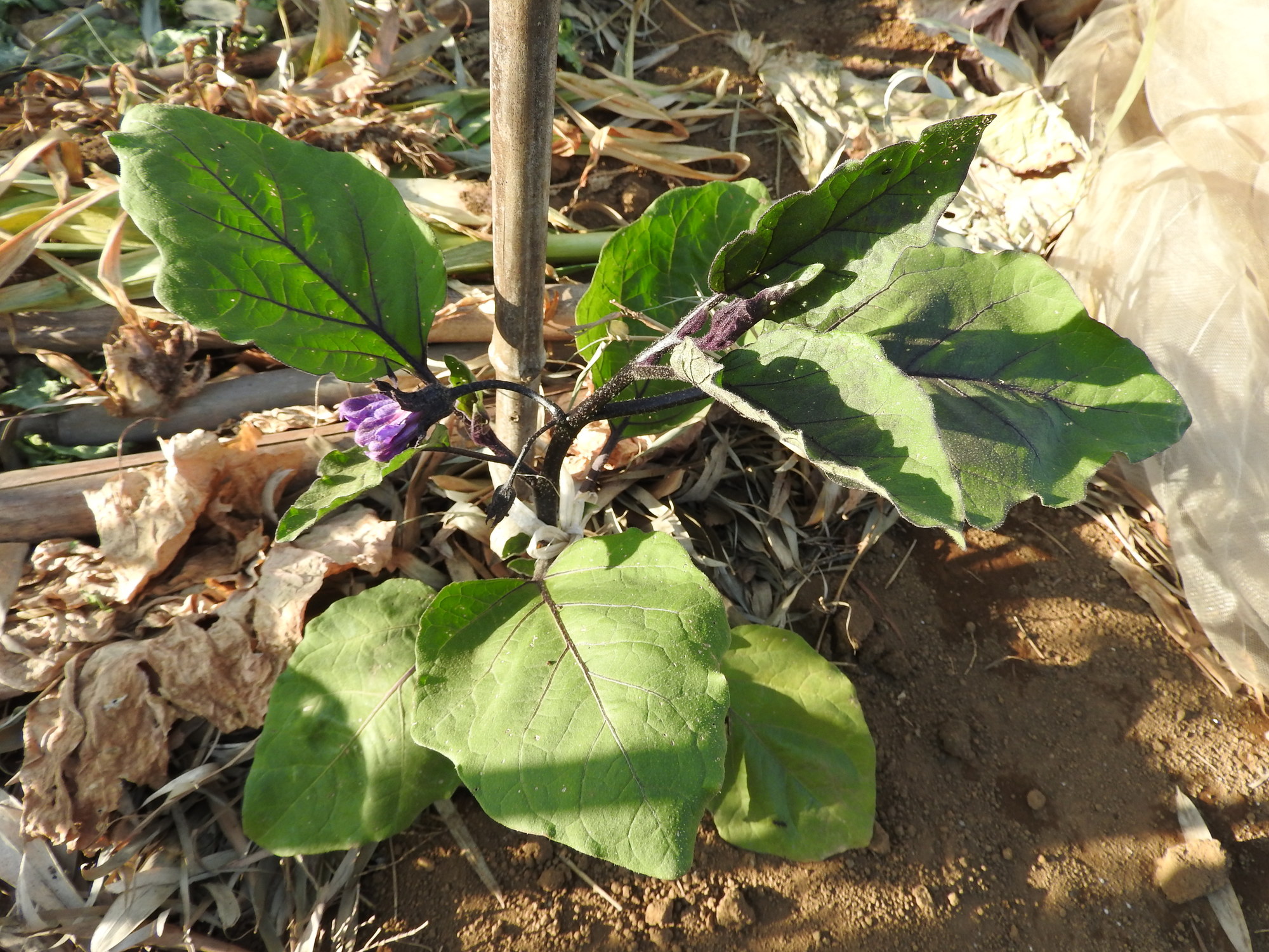 連作障害が農場にもたらすリスク