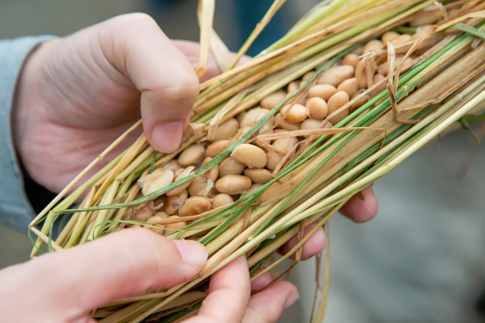 バチルス菌（枯草菌）とは？土づくりに与える嬉しい効果3選