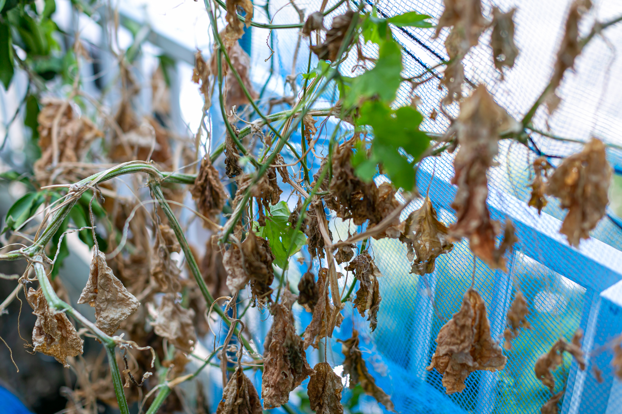 連作障害は「土」で解決！ビギナー農家向け土壌改良ガイド