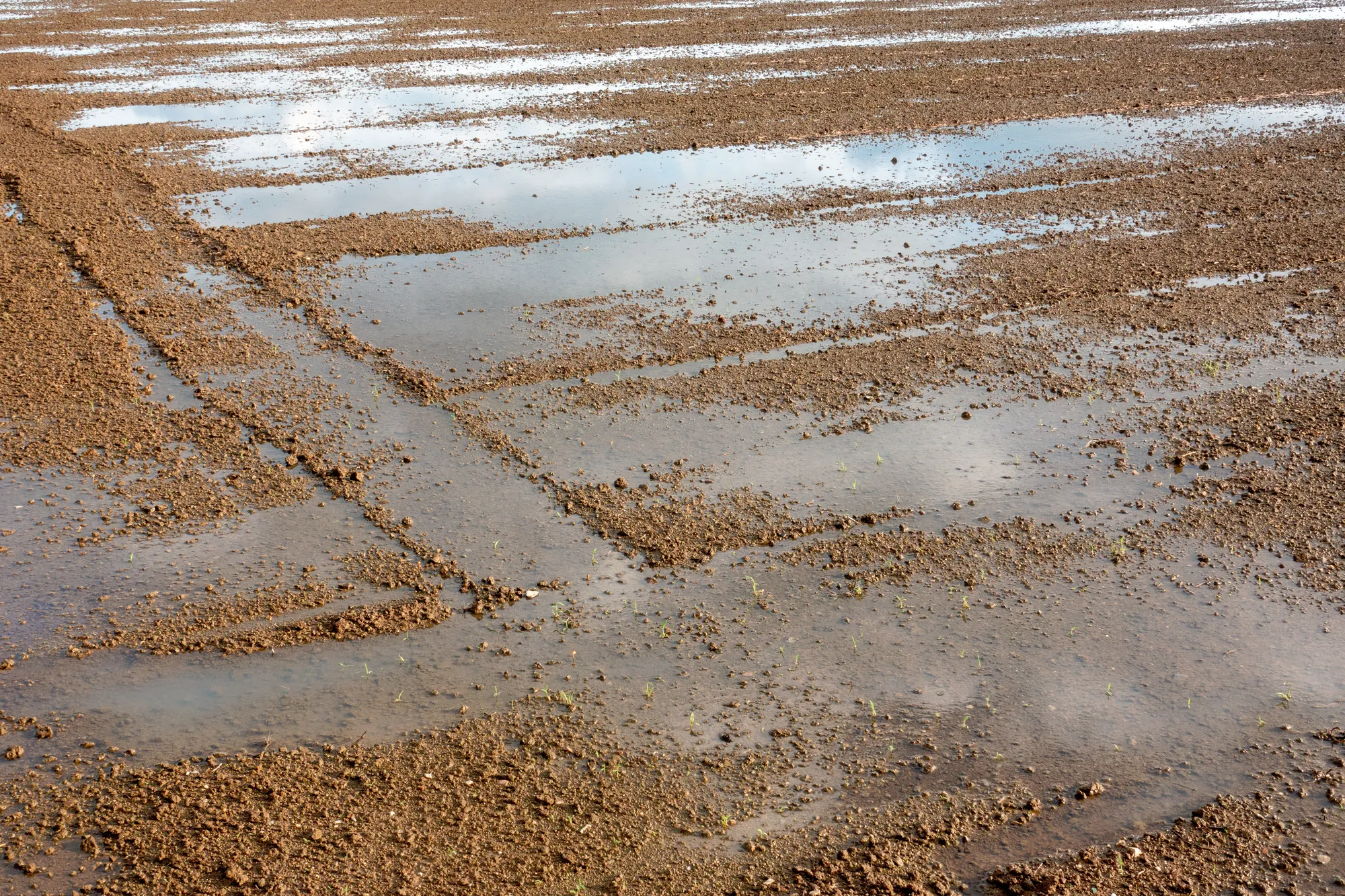 畑の水はけの悪さが生む4つのデメリット