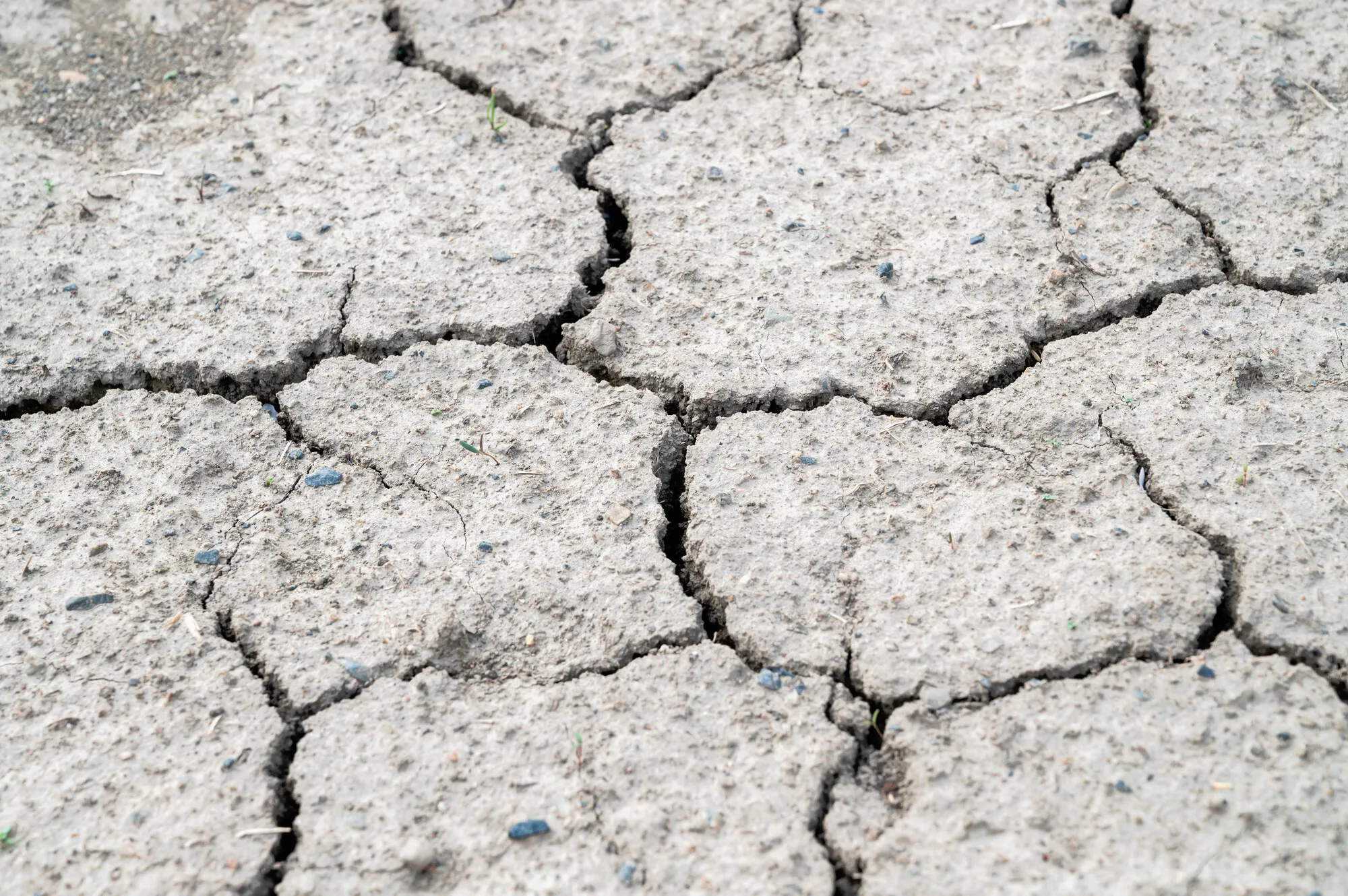 畑の土が固くなる理由とは？根本原因まで徹底分析