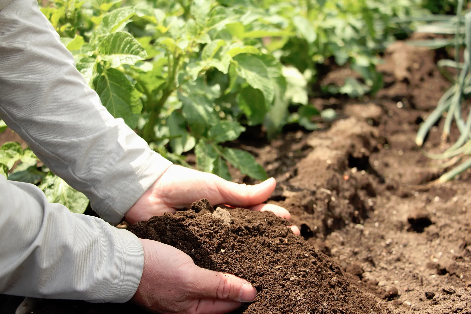 最適解は微生物資材！根本原因を断ち土をふかふかにする最短ルート